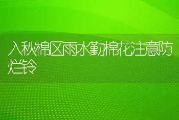 入秋棉区雨水勤棉花注意防烂铃