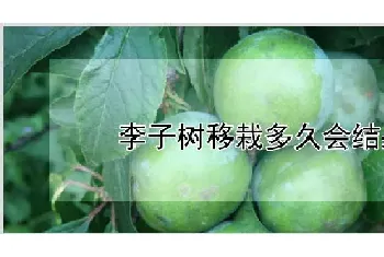 李子树移栽多久会结果