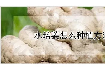 水培姜怎么种植方法