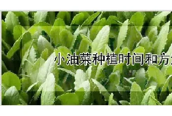 小油菜种植时间和方法