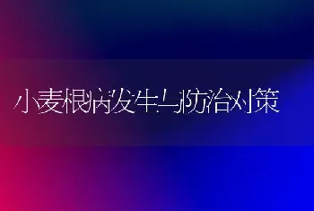 小麦根病发生与防治对策