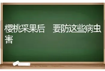 樱桃采果后 要防这些病虫害