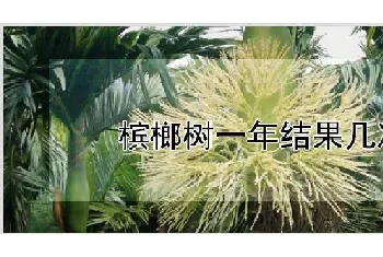 槟榔树一年结果几次