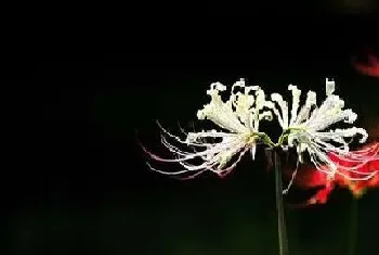 龙爪花可以吃吗?龙爪花的功效与作用