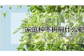 家庭种枣树用什么肥料