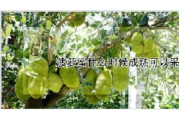 菠萝蜜什么时候成熟可以采摘