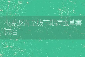 小麦返青至拔节期病虫草害防治