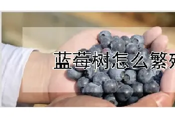 蓝莓树怎么繁殖