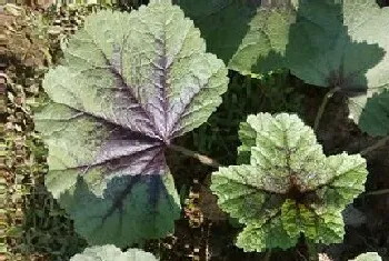 食用叶的植物有哪些?食用叶的植物大全