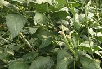 豆角什么季节种植合适?豆角种植方法和注意事项