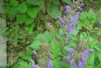 丹参种植时间和方法,种植技术与栽培管理?