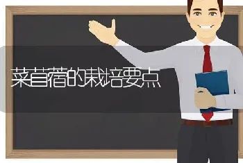 菜苜蓿的栽培要点