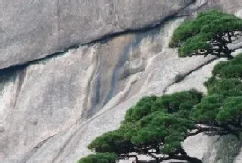 黄山松是保护植物吗?