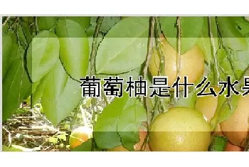 葡萄柚是什么水果