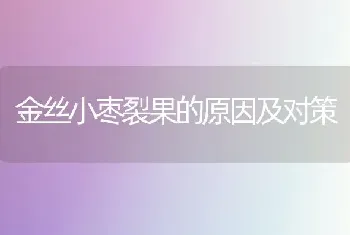 金丝小枣裂果的原因及对策