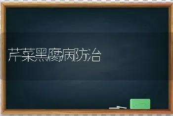 芹菜黑腐病防治