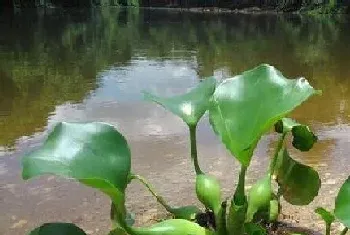 家里能种葫芦吗?葫芦的风水禁忌与寓意