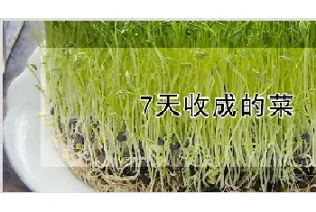 7天收成的菜