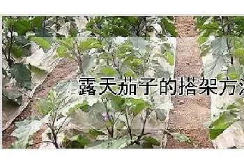 露天茄子的搭架方法