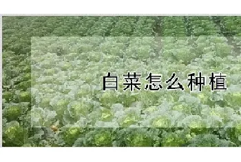 白菜怎么种植