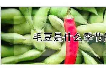 毛豆是什么季节的