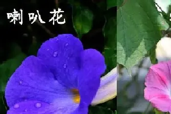 喇叭花和牵牛花是一种花吗?