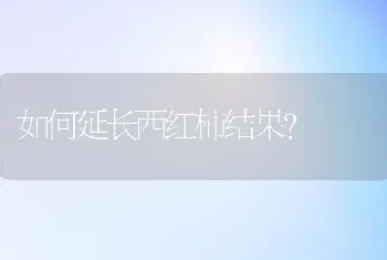 如何延长西红柿结果?