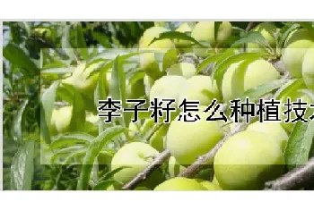 李子籽怎么种植技术