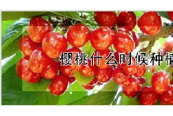 樱桃什么时候种植