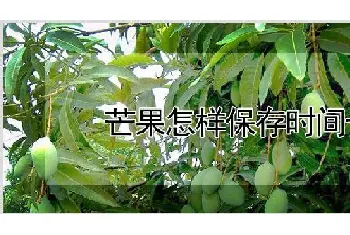 芒果怎样保存时间长