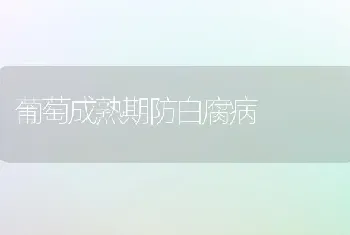 葡萄成熟期防白腐病