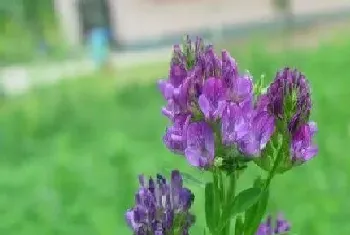 紫花苜蓿牧草种植时间,多年生紫花苜蓿生长周期和温度?