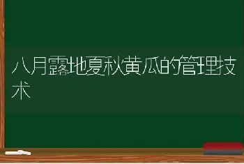 八月露地夏秋黄瓜的管理技术