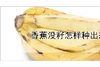 香蕉没籽怎样种出来