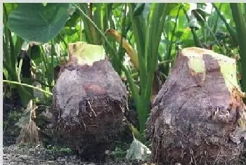 种植芋头要多长时间？芋头田间管理技术要点