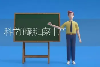 科学施硼油菜丰产