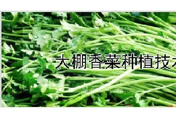 大棚香菜种植技术