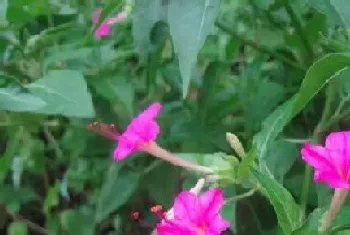 烟草花什么季节开花,开花时间在几月份?