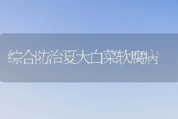 综合防治夏大白菜软腐病