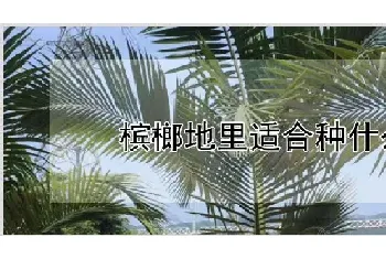 槟榔地里适合种什么