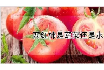 西红柿是蔬菜还是水果