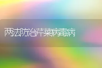 两法防治芹菜病毒病