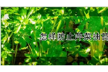 怎样防止芹菜抽苔