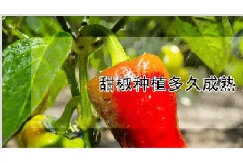 甜椒种植多久成熟