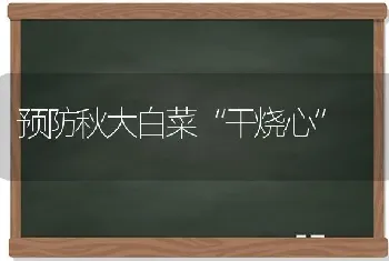 预防秋大白菜“干烧心”