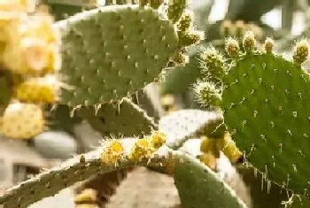 带刺植物风水作用,家中放带刺植物有什么禁忌?