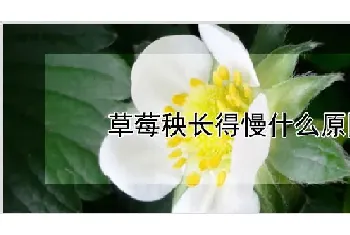 草莓秧长得慢什么原因