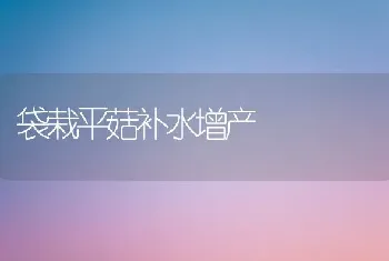 袋栽平菇补水增产