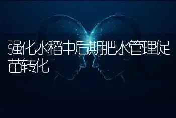 强化水稻中后期肥水管理促苗转化