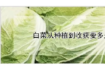 白菜从种植到收获要多久